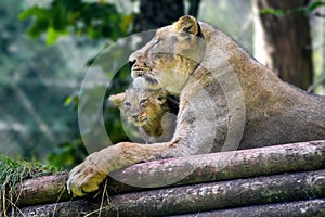Lioness and cub from Paignton Zoo.