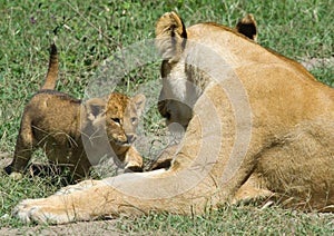 Lioness and cub - Panthera leo