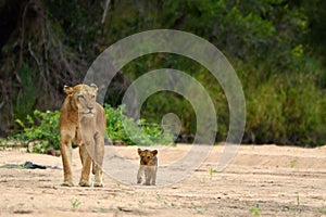 Lioness & Cub (Panthera leo)