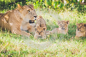 Lioness and cub relaxing in the grass. Cub are stretching his legs.