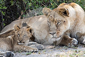 Lioness and cub see something of interest.