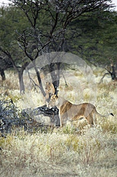 Lioness and cub in the veld