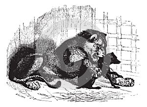 Lioness with cub, vintage engraving