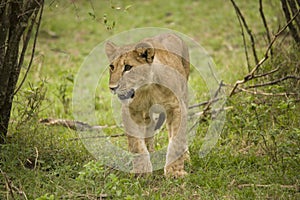 A lioness and a cub walking in the African bush