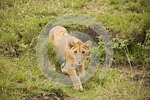 A lioness and a cub walking in the African bush