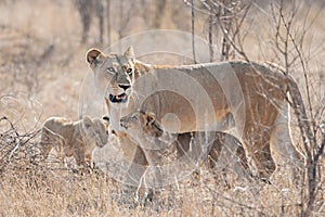 Lioness with cubs