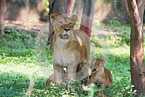 Lioness With Cubs