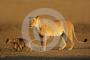 Lioness with cubs