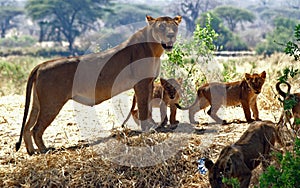 Lioness with cubs