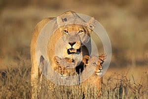 Lioness with cubs