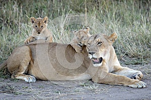 Lioness with cubs