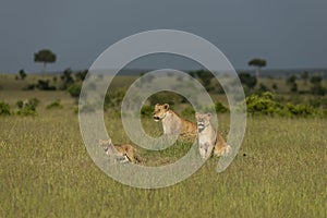 Lioness with Cubs looking for the Prey at masai Mara