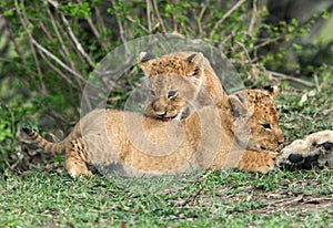 Lioness cubs, Masai Mara