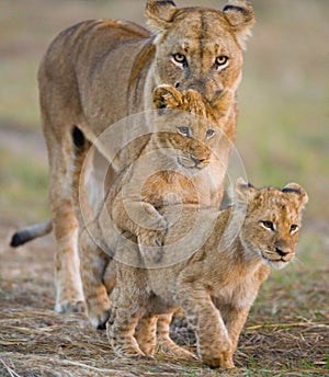 Lioness with cubs. Okavango Delta.