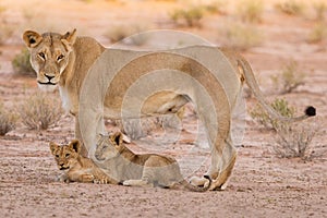 Lioness and cubs play in the Kalahari on sand