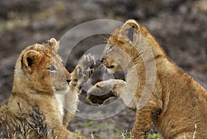 Lioness cubs playing, Masai Mara