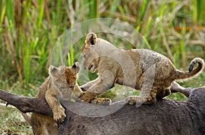 Lioness cubs playing on Wildebeest carcass