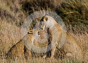 Lioness with cubs in the savannah. National Park. Kenya. Tanzania. Masai Mara. Serengeti.