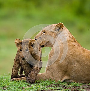 Lioness with cubs in the savannah. National Park. Kenya. Tanzania. Masai Mara. Serengeti.