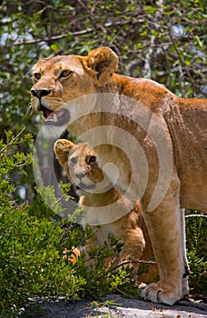 Lioness with cubs in the savannah. National Park. Kenya. Tanzania. Masai Mara. Serengeti.