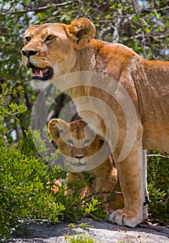 Lioness with cubs in the savannah. National Park. Kenya. Tanzania. Masai Mara. Serengeti.