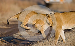 Lioness with cubs in the savannah. National Park. Kenya. Tanzania. Masai Mara. Serengeti.