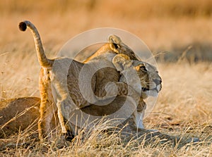 Lioness with cubs in the savannah. National Park. Kenya. Tanzania. Masai Mara. Serengeti.