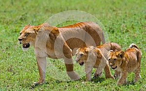 Lioness with cubs in the savannah. National Park. Kenya. Tanzania. Masai Mara. Serengeti.