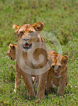 Lioness with cubs in the savannah. National Park. Kenya. Tanzania. Masai Mara. Serengeti.