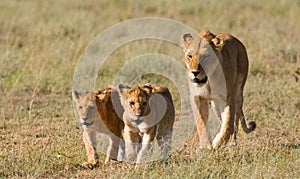 Lioness with cubs in the savannah. National Park. Kenya. Tanzania. Masai Mara. Serengeti.