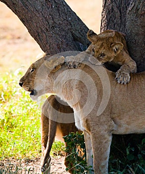 Lioness with cubs in the savannah. National Park. Kenya. Tanzania. Masai Mara. Serengeti.