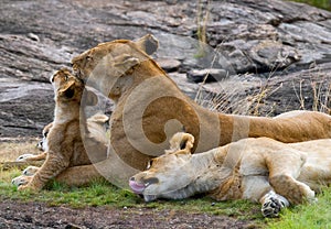 Lioness with cubs in the savannah. National Park. Kenya. Tanzania. Masai Mara. Serengeti.