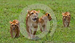 Lioness with cubs in the savannah. National Park. Kenya. Tanzania. Masai Mara. Serengeti.