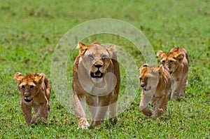 Lioness with cubs in the savannah. National Park. Kenya. Tanzania. Masai Mara. Serengeti.