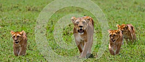 Lioness with cubs in the savannah. National Park. Kenya. Tanzania. Masai Mara. Serengeti.