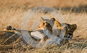 Lioness with cubs in the savannah. National Park. Kenya. Tanzania. Masai Mara. Serengeti.