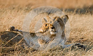 Lioness with cubs in the savannah. National Park. Kenya. Tanzania. Masai Mara. Serengeti.