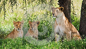 Lioness with cubs in the savannah. National Park. Kenya. Tanzania. Masai Mara. Serengeti.