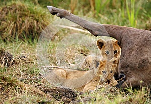 Lioness cubs at the side of wildebeest carcass. Focus at the back cub