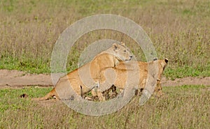 Lioness with cubs watching