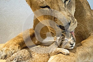 Lioness cuddles her lion cub