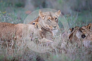 Lioness and cun in Zimanga Game Reserve