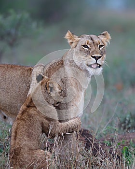 Lioness and cun in Zimanga Game Reserve