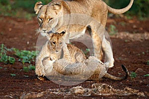 Lioness and cun in Zimanga Game Reserve