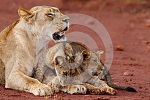 Lioness and cun in Zimanga Game Reserve