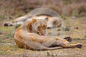 Lioness Curled Up, Grooming