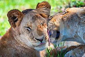 Lioness demonstrates tendeness by licking a lion