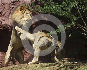 Lioness deters Lion