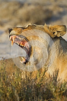 Lioness displays dangerous teeth photo