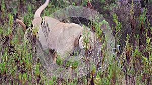 Lioness drags away kudu kill while being bugged by her cub